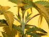 Budz 006.jpg
