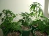 Budz 013.jpg