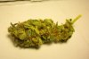 White Skunk.jpg