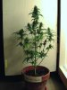 weed pics 9 071.jpg