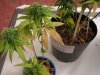 Sick Plant 009.jpg