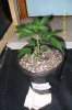 White Berry 6 wks old from seed (2).jpg
