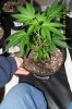 Pure Power Plant 6 wks old from seed (7).jpg