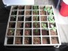 seedling-tray.jpg