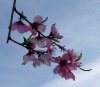 100_0351-Peach Blossoms.jpg