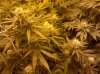 Green Kush.jpg