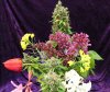 flowersnbudsc.jpg