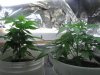 lanerblaze-222281-albums-first-time-grow-bagseed-picture874871-a.jpg