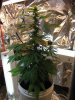 lanerblaze-222281-albums-first-time-grow-bagseed-picture880077-3-weeks-into-flowering.jpg