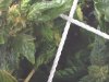 IMG00321-20100503-0921.jpg