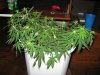 Day 6 of flowering 017.jpg