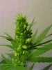 male_cannabis_plant_picture.jpg