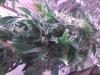 buds 92.jpg