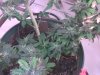 buds 93.jpg