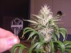 07-18 Grow 016.jpg