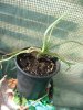 My new Aloe Vera plant!.jpg