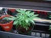Plant 1 top day 48.jpg