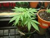 Plant 2 top day 48.jpg
