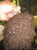 root ball of 2 month old MK male.jpg