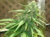 m kush plant 3 bud 3.jpg