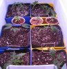 Grow #2 003.jpg