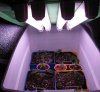 Grow #2 002.jpg