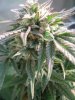 Big blue side cola purp.jpg