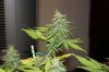 Day 32 of flower 16 of veg 009.jpg