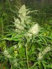 Lemon Skunk Clone.jpg