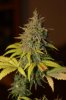 Day 53 of flower 38 of veg 025.jpg