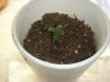 1st sprout.jpg