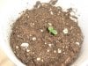 2nd sprout.jpg