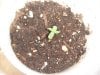2nd sprout 4.24.jpg