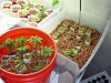 grow 023.jpg