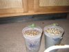 kannabia seedlings.jpg