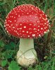 amanita_muscaria.jpg