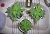 veg_day_23_1.jpg
