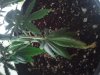 2011-01-12 08.35.41.jpg
