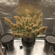 Rootbound420