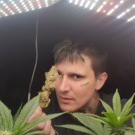 dexscamz37