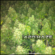 [420]Haze