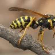 Brazil Wasp