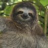 maple sloth