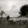 SheepMaster
