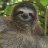 maple sloth