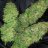 Ilovegrowingcannabis