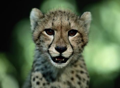 Big-cats-face-extinction-threat-NTH6PGD-x-large.jpg