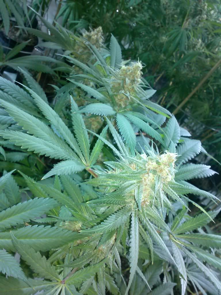 CAM00460_zps3de21af7.jpg