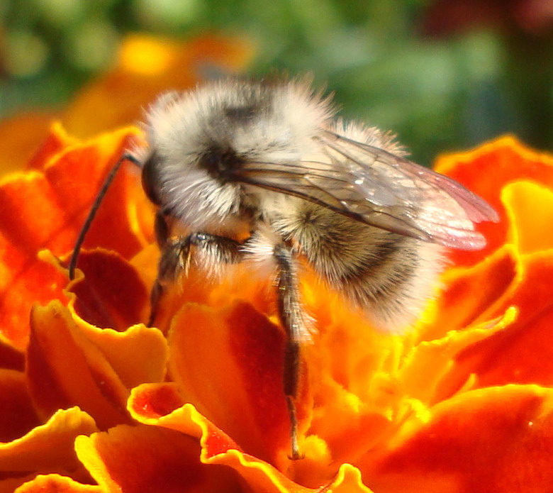 albino_bubblebee_by_kapbl4-d46duh2.jpg