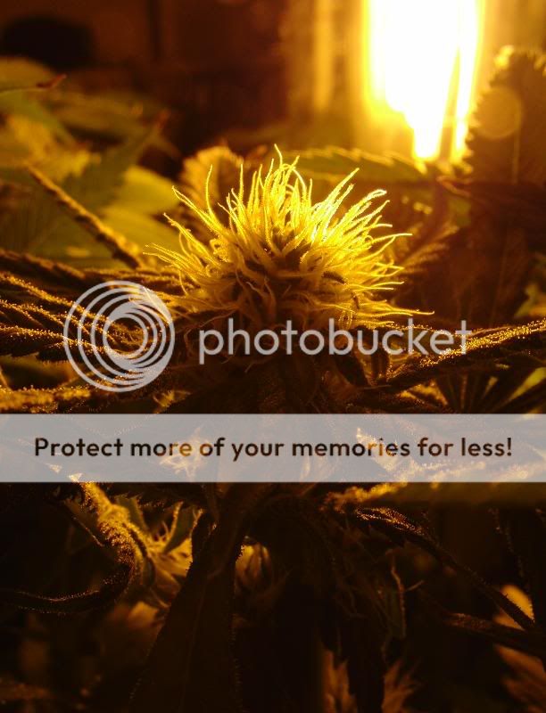 Week11Bud3.jpg